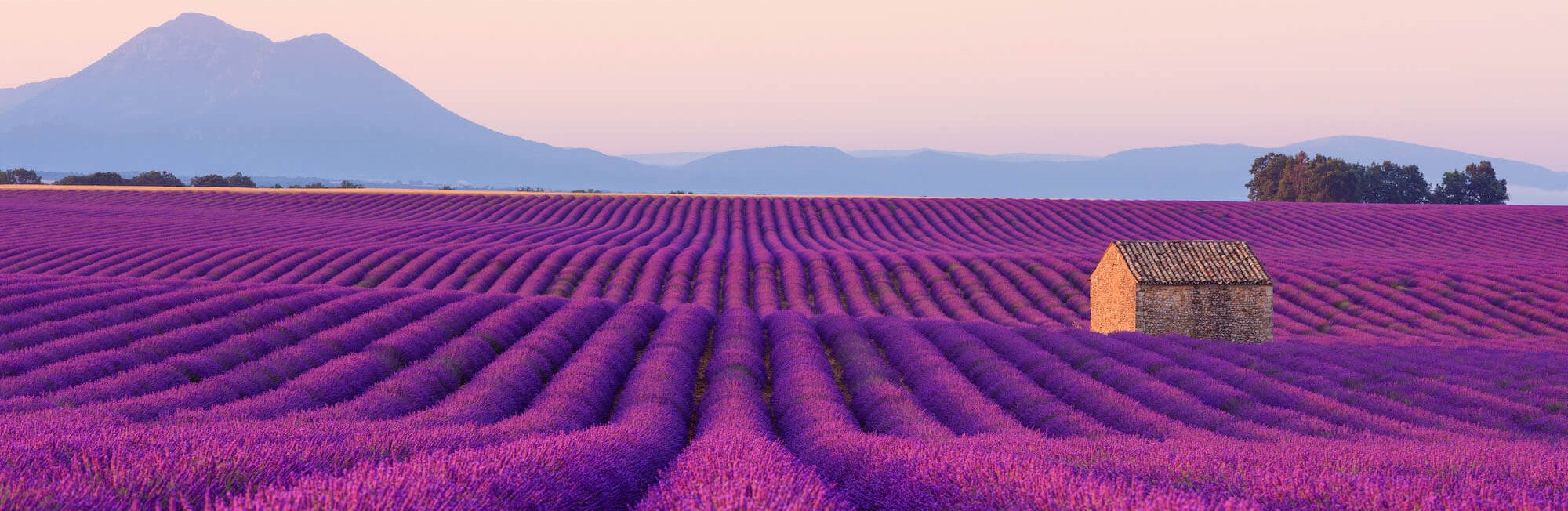 Jankovic lavanda slider 1