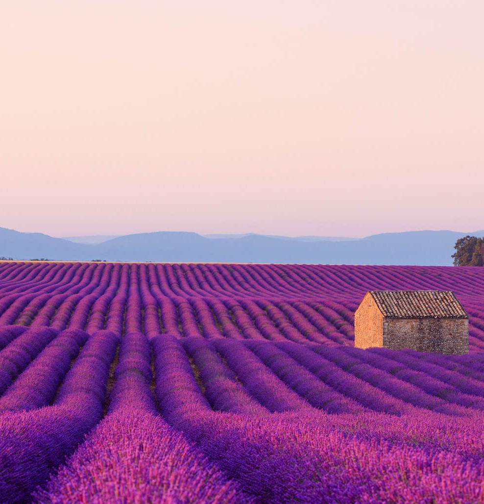 Jankovic lavanda slider 1